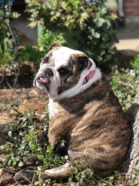 Bella