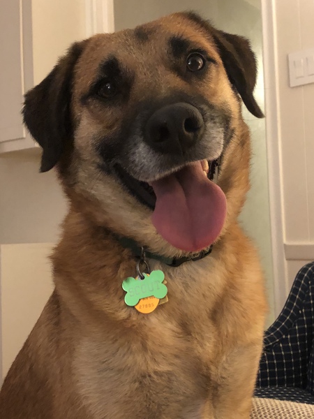 Scout