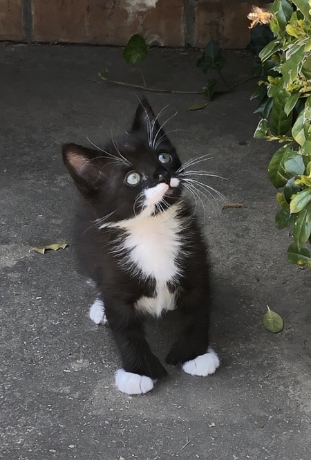 Hemingway aka Hemi