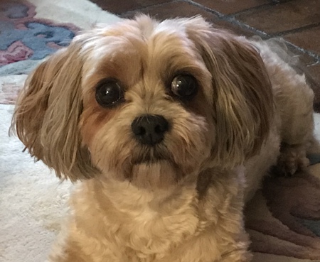 Bailey 