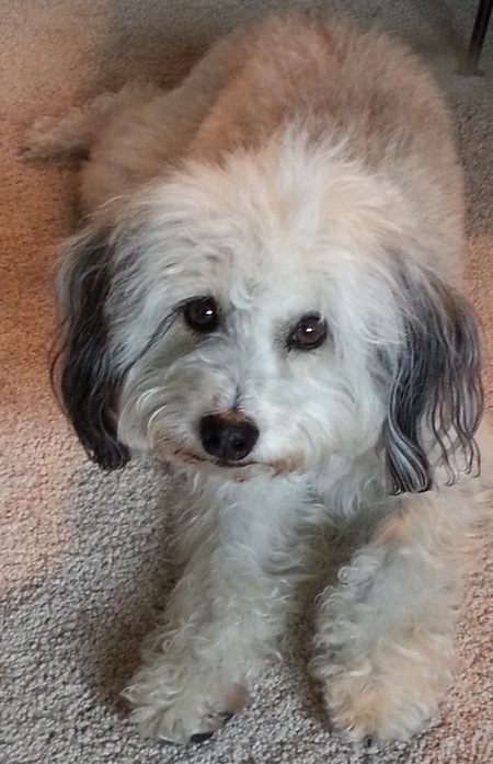 Mollie