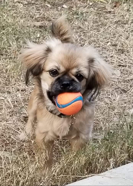 Kona