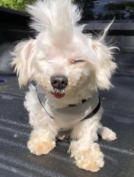 Lewie the Rockstar