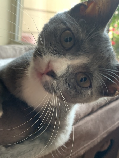 Lola