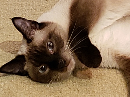 Petunia