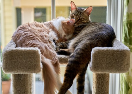 Podsie & Leopold