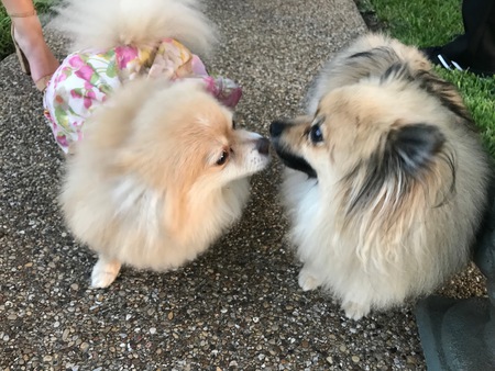 Lilly Bear and Linus
