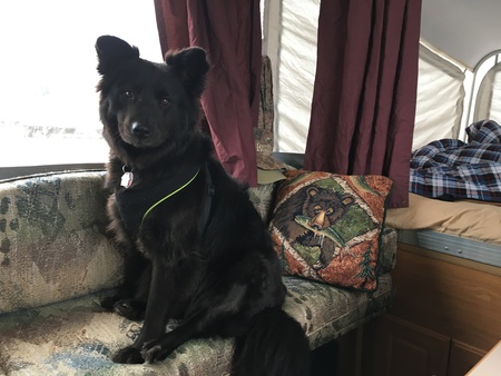 Talia Bear