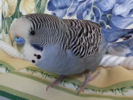 Twitter the pudgy budgie