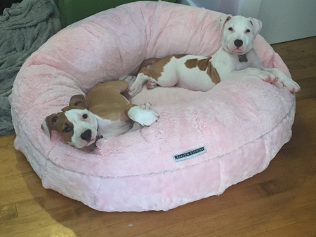 Bud & Lily