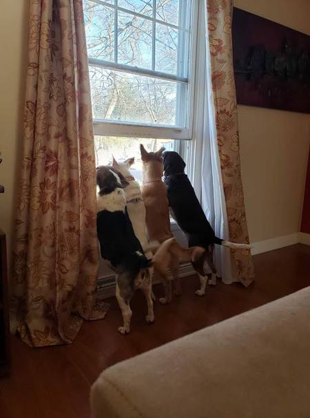 The puppy brigade!