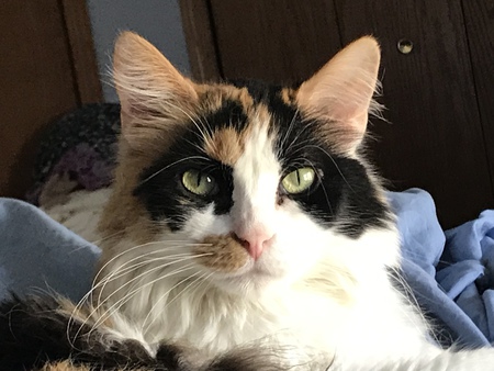 Bandit 
