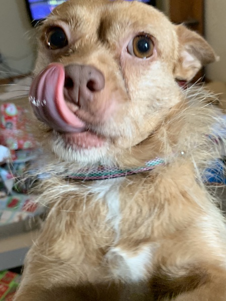 Ginger