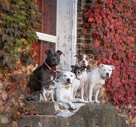 Samson, Haley, Aiko, Georgie, Delilah and Squirt