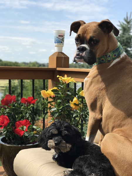 Roxy and Wrigley