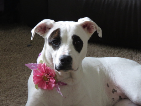 Daphne