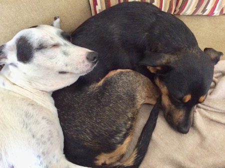 Jingle & Tessa 