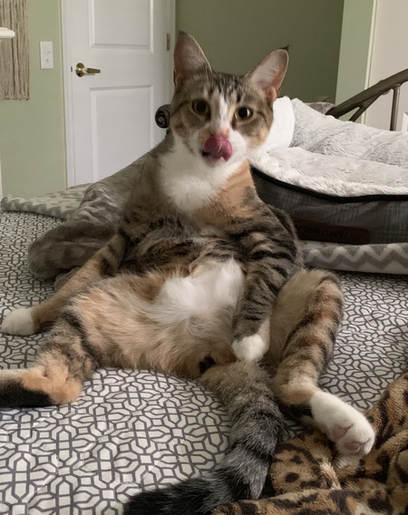 Marmalade 