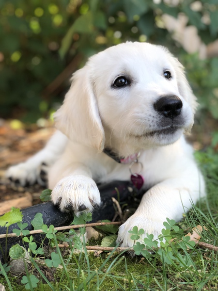 Mazie