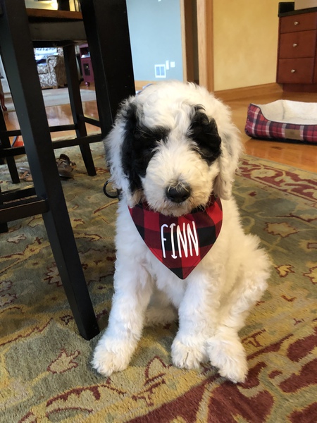 Finn