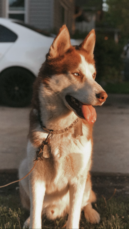 Loki