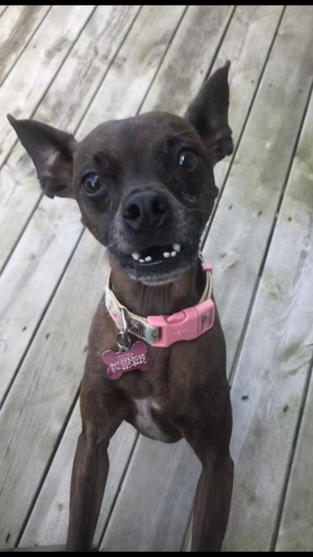 Cocoa