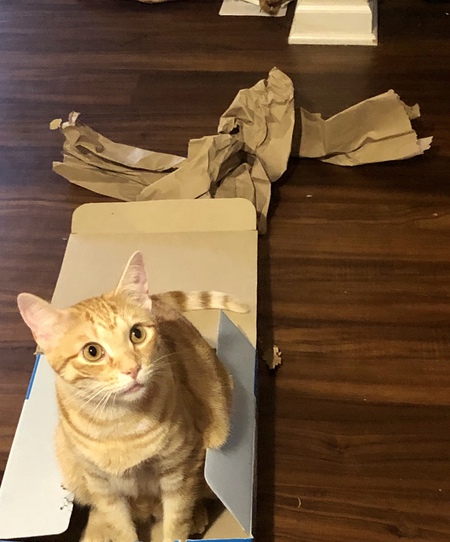 Simba