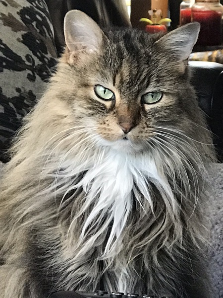 Gracie