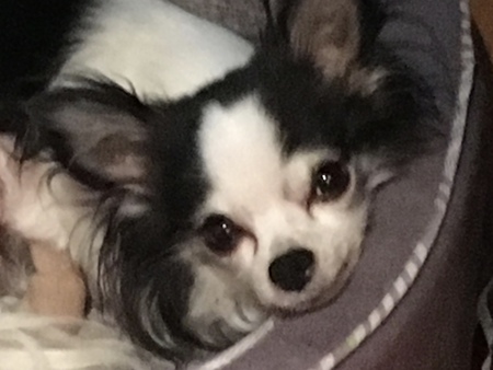 Dewey