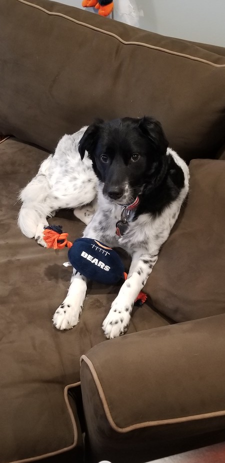 Koda
