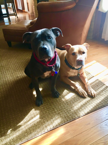 Macee (left) and Porter (right)