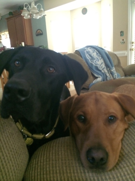 Zeus and Tigger