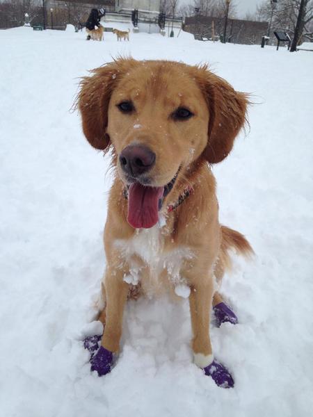 Harvey