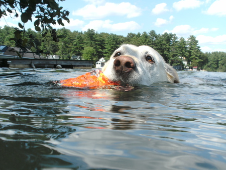 Splash 