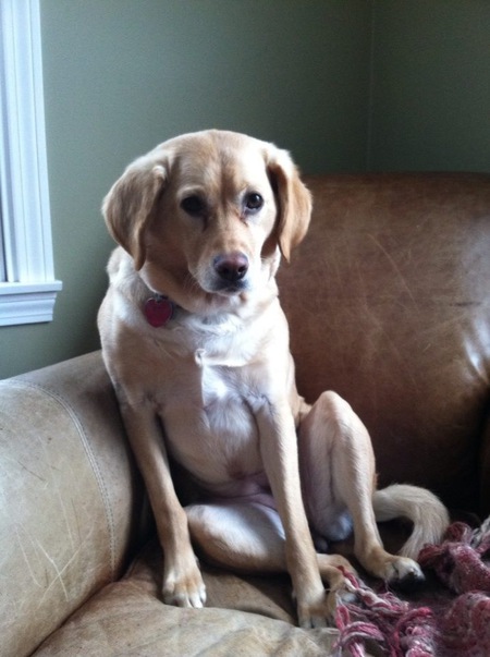 Daisy