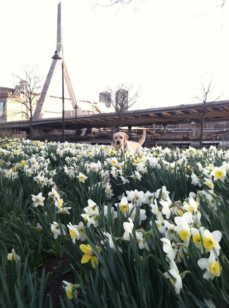 Daisy Daffodils