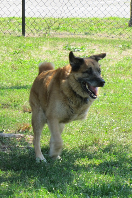 Taz