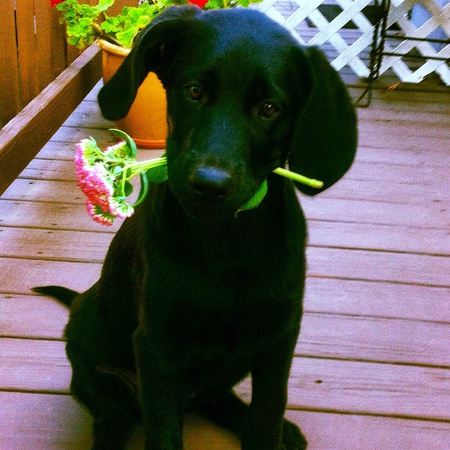 Cash Cole (previously Chubby Hubby from your Ben & Jerry's Litter)