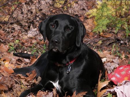 Hunter