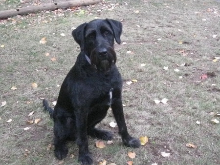Henry