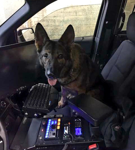 K-9 Denise Mansfield PD (Sponsored by Kiwanian Barb Schopp-Miller)