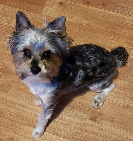 Cooper AKA Mini Cooper