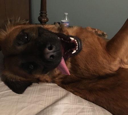 Rufus