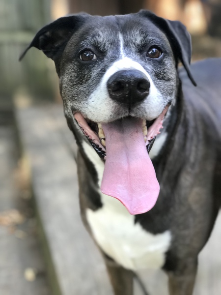 Dylan