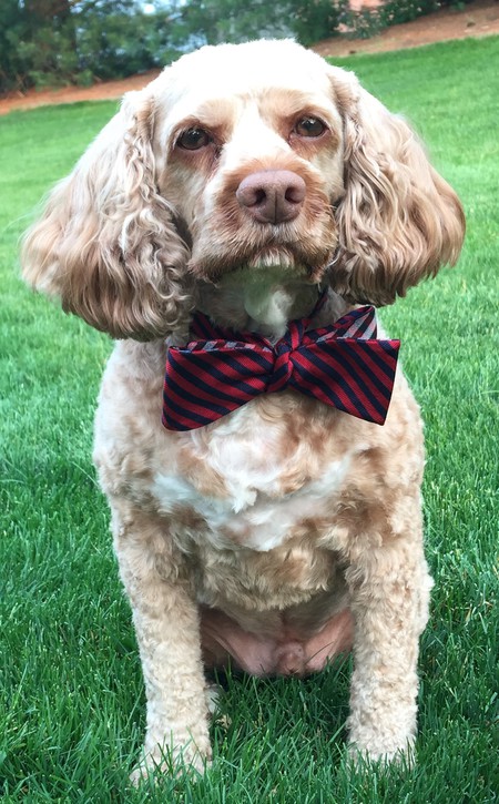 Louie