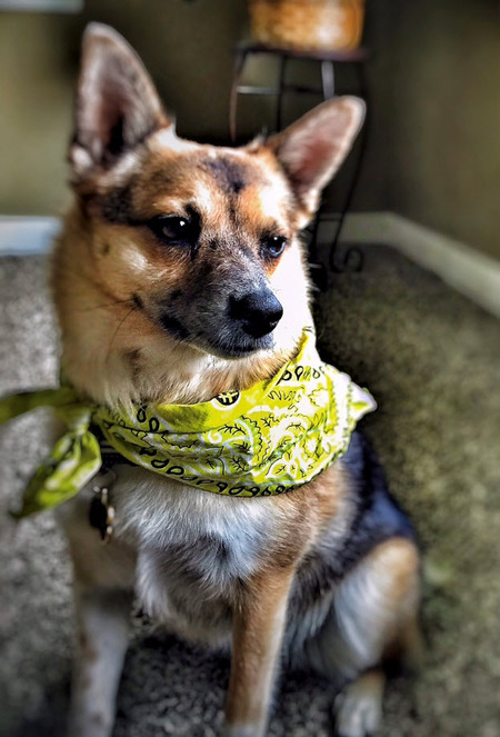 Stella