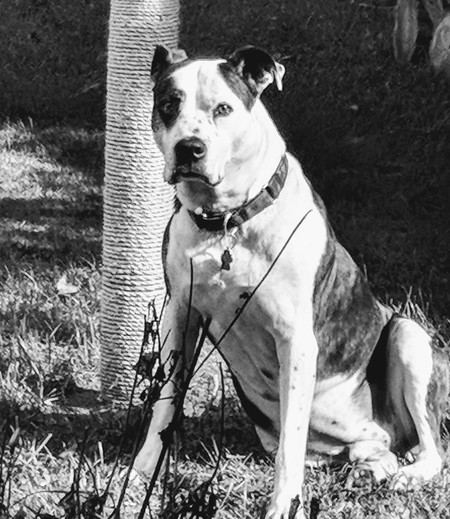 Bruno