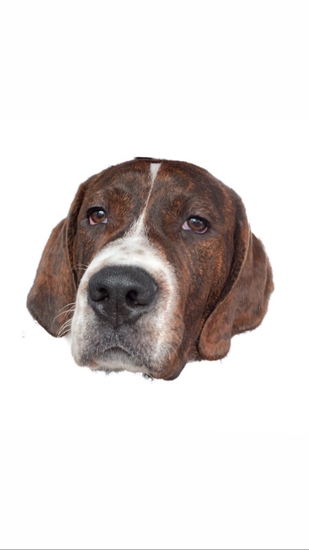 Hank