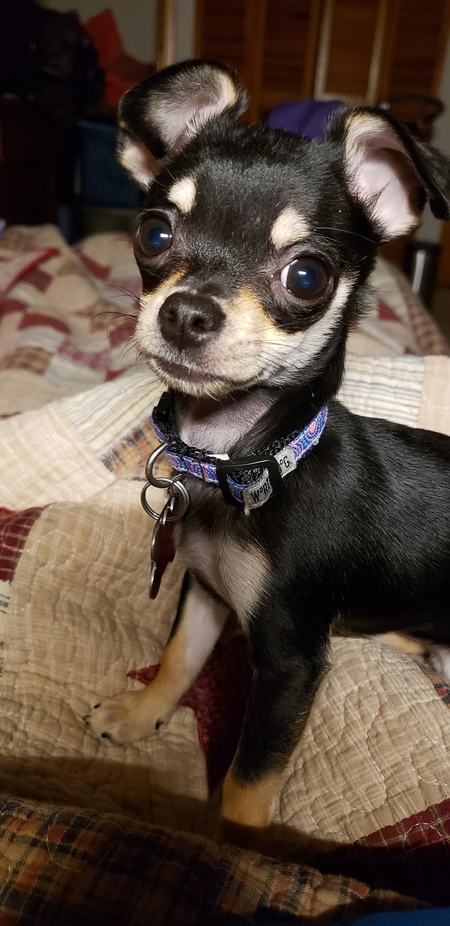 Piper