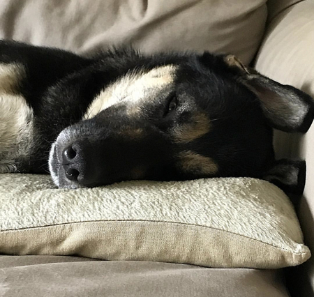 Bruno
